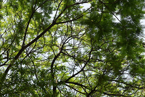 arbre, branques, full, cel, naturalesa, arbres, alt, primavera, tarda, planta, creixement, vista d’angle baix, branca, marc complet, dia, color verd, bosc, bellesa a la natura, fons, cap gent, tranquil·litat, terra, a l'aire lliure, exuberant fullatge, copa de l'arbre, fullatge, escenics - natura, directament a sota, bambú - planta, selva tropical, 4K, CC0, domini públic, lliure de regalies