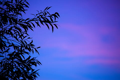 Silhouette, Blätter, Nachtzeit, Hintergrund, Ast, Dämmerung, Abend, Blatt, Natur, Muster, Blau, Himmel, Sonnenuntergang, Baum, draußen, keine Leute, Sommer-, Hintergründe, Sonnenlicht, szenen, Pflanze, Wachstum, Schönheit in der Natur, Flachwinkelansicht, Pflanzenteil, Ruhe, Fokus auf den Vordergrund, Szenen - Natur, Tag, lila, Palmblatt, 5K, CC0, gemeinfrei, lizenzfrei