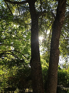 trees, sun, sky, rays, shine, nature, tree, plant, tree trunk, trunk, growth, forest, land, beauty in nature, tranquility, day, sunlight, low angle view, no people, green color, outdoors, tranquil scene, scenics - nature, woodland, branch, tree canopy, 2K, CC0, public domain, royalty free