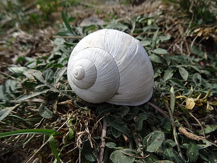 Schale, Weiß, Natur, Schnecke, langsam, Tierhülle, Tierwelt, Weichtier, Nahansicht, Tag, Tier, Pflanze, keine Leute, Gastropode, Fokus auf den Vordergrund, Pflanzenteil, Spiral-, Land, Tierthemen, Blatt, High Angle View, wirbellos, ein Tier, draußen, 2K, CC0, gemeinfrei, lizenzfrei