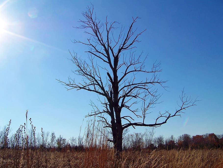 død, træ, Mark, natur, ukrudt, efterår, død, træ, himmel, udendørs, landskab, græs, blå, scenics, landlige scene, skønhed i naturen, ingen mennesker, sæson, eng, landbrug, bare træ, rolig scene, jord, ro, plante, miljø, scenics - natur, vækst, ikke-urbane scene, dag, sollys, isolerede, 2K