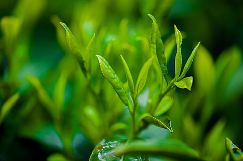 selective, focus photo, green, leafed, plant, tea, green tea, green color, growth, close-up, leaf, nature, plant part, beauty in nature, no people, food and drink, focus on foreground, day, freshness, food, selective focus, outdoors, herb, land, agriculture, lush foliage, 1080P, CC0, public domain, royalty free