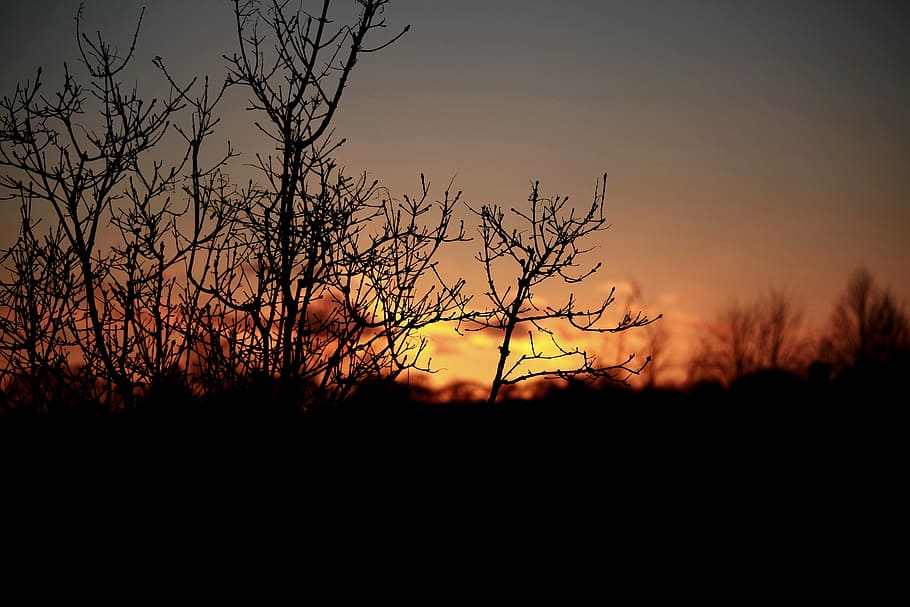 posta de sol, crepuscle, tarda, cel, el sol, arbre, última llum, siluetes d’arbres, naturalesa, el final del dia, cel ardent, cel porpra, cel groc, silueta, vespre, a l'aire lliure, retroil·luminat, bellesa a la natura, escena tranquil·la, tranquil·litat, escenics - natura, planta, color taronja, arbre nu, branca, cap gent, escena no urbana, idíl·lic, medi ambient, núvol - cel, paisatge, fosc, 5K