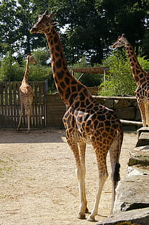 Zoo, dyr, giraf, træ, vand, parkere, dyrepark, natur, flok, bretagne, Branfere, besøg, familie, trækfugle, vild, Dam, fauna, dyreliv, dyr i naturen, dyre temaer, pattedyr, hvirveldyr, dyr markeringer, safari, stående, dyr i fangenskab, dag, ingen mennesker, plante, gruppe af dyr, sollys, planteædende, dyrehalsen, udendørs, 2K, CC0, offentligt domæne, royaltyfrie