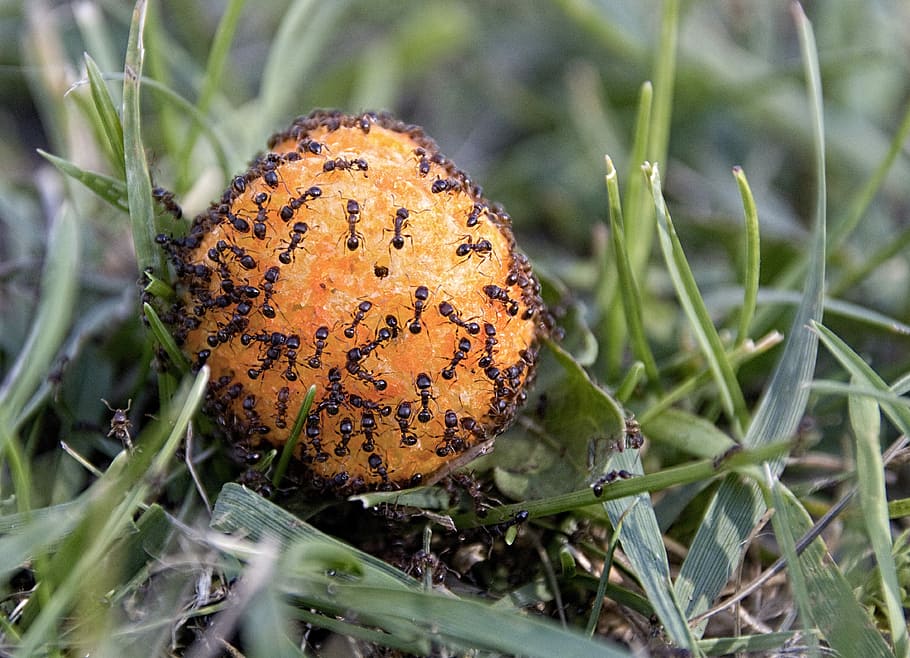 formigas, macro, Pão de Queijo, fechar-se, plantar, ninguém, natureza, dia, ao ar livre, crescimento, temas animais, animal, beleza na natureza, animais selvagens, focar em primeiro plano, Comida, invertebrado, terra, grama, foco seletivo, inseto, cor verde, um animal, condição natural, 4K