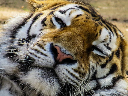 tiger sovende, tiger, hoved, kat, tæt, øjne, træt, hvile, Zoo, lempelse, dyr, dyreliv, kødædende, undomesticated cat, pattedyr, natur, stribet, stor kat, feline, fare, dyr i naturen, dyre temaer, et dyr, tæt på, dyr kropsdel, ingen mennesker, bakkenbart, carnivora, dyr hoved, dyr markeringer, fokus på forgrunden, hvid tiger, 4K, CC0, offentligt domæne, royaltyfrie