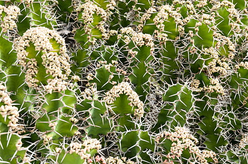 Kaktus, Pflanze, Muster, Natur, Grün, Blume, natürlich, Garten, Botanik, botanisch, trocken, Scharf, Textur, Dorn, stachelig, Kakteen, Wachstum, grüne Farbe, keine Leute, Schönheit in der Natur, Tag, Nahansicht, Vollbild, Zerbrechlichkeit, Sukkulente, Hintergründe, Spinnennetz, Verletzlichkeit, draußen, Fokus auf den Vordergrund, Ruhe, Sonnenlicht, Blatt, Komplexität, 4K, CC0, gemeinfrei, lizenzfrei