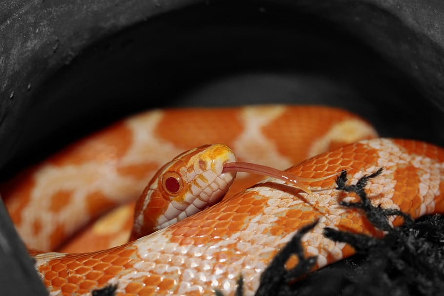serp de blat de moro, taronja, groc, serp, Pantherophis, guttatusschlange, terraristik, escala, rèptil, terrari, criatura, un animal, fauna animal, temes d'animals, escala d’animals, ull d’animals, animal, vertebrats, primer pla, part del cos dels animals, animals a la natura, cap gent, verinós, naturalesa, cap d’animals, color taronja, a l'aire lliure, dia, comunicació, agressió, 5K