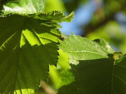 Walnussbaum, Baum Blatt, Gegenlicht, Blatt, Nussbaum, Himmel, Blau, Grün, frisch, Natur, grüne Farbe, Wachstum, Nahansicht, Pflanze, Pflanzenteil, Fokus auf den Vordergrund, Tag, keine Leute, Schönheit in der Natur, Blattvene, draußen, Sonnenlicht, selektiver Fokus, Frische, Baum, Blätter, wirbellos, 4K, CC0, gemeinfrei, lizenzfrei