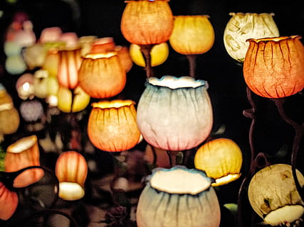 angezündet, mehrfarbig, Blumenlampen, selektiv, fokus fotografie, immer noch, Artikel, Dinge, Licht, Lampen, dekorativ, Kunst, Blume, Glühbirnen, Farben, Lebensmittel, Kürbis, Essen und Trinken, Gemüse, keine Leute, Feier, Halloween, Nahansicht, gesundes Essen, schwarzer Hintergrund, Variation, große gruppe von gegenständen, Fokus auf den Vordergrund, Fülle, Wahl, Laterne, selektiver Fokus, Dekoration, Studioaufnahme, Frische, Jack o 'Laterne, 4K, CC0, gemeinfrei, lizenzfrei