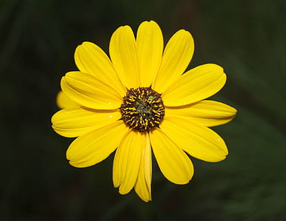 giallo, fiore, primavera, margherita, verde, giardino, pianta, colore, fiorire, estate, fioritura, fiori gialli, crescita, rosso, fogliame, rurale, foresta, dom, Fiore di campo, luminosa, campo, flora, prato, molti, petali, polline, natura, foglia, vivace, stagione, cielo, erba, fiore primaverile, pianta fiorita, petalo, fragilità, vulnerabilità, freschezza, testa di fiore, infiorescenza, bellezza nella natura, avvicinamento, nessuno, concentrarsi sulle conoscenze acquisite, giorno, all'aperto, 4K, CC0, dominio pubblico, privo di copyright