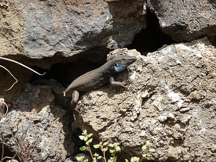 lagarto, lava, Rocha, temas animais, animais selvagens, animal, animais em estado selvagem, um animal, vertebrado, réptil, sólido, ninguém, rock - objeto, natureza, dia, iguana, luz solar, visão de alto ângulo, ao ar livre, zoologia, árvore, cabeça de animal, 2K, CC0, domínio público, royalty free