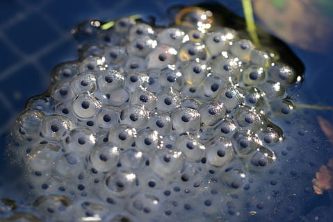 micro, fotografie, icre, frogspawn, ouă, broasca comună, tineri, rana temporaria, apă, jeleu, primăvară, copii, broască, a închide, macro, detaliu, grup mare de obiecte, nici o persoana, în interior, zi, selectiv, sferă, lucios, natură moartă, vedere în unghi mare, masa, abundenţă, formă, culoare alba, model, să se concentreze asupra primelor elemente, proiecta, animal, bijuterii perla, 5K, CC0, domeniu public, fără drepturi de autor