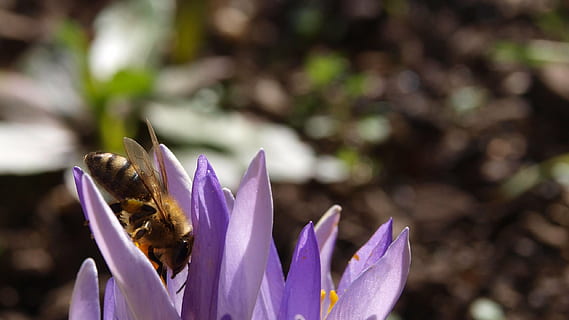 Krokus, Biene, lila, Frühling, Pflanze, Natur, Blume, Vorbote des Frühlings, Frühlingskrokus, Flora, blühende Pflanze, Schönheit in der Natur, Wachstum, Frische, ein Tier, Zerbrechlichkeit, Tierthemen, Tierwelt, Nahansicht, Verletzlichkeit, Tiere in freier Wildbahn, Blütenblatt, Insekt, Tier, wirbellos, Blütenkopf, keine Leute, draußen, Bestäubung, Pollen, Schmetterling - Insekt, 2K, CC0, gemeinfrei, lizenzfrei