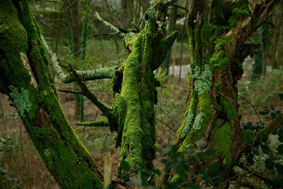 skum, træstamme, lichen, bark, træ, grøn farve, plante, firben, ingen mennesker, dyreliv, krybdyr, dyre temaer, natur, dyr, et dyr, afdeling, Skov, dyr i naturen, vækst, hvirveldyr, dag, kamæleon, jord, camouflage, udendørs, regnskov, leguan, 4K