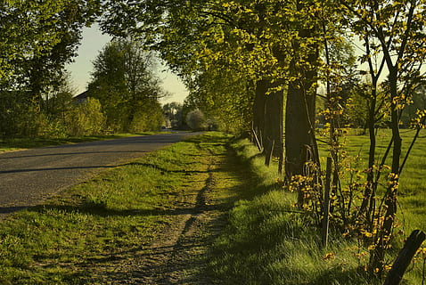 way, roadside trees, roadside, plant, tree, growth, tranquility, green color, nature, beauty in nature, tranquil scene, grass, sunlight, no people, land, scenics - nature, the way forward, shadow, direction, day, road, landscape, outdoors, long, 4K, CC0, public domain, royalty free
