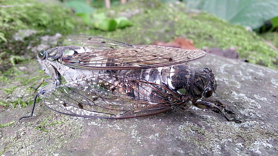 cicala, combaciamento, natura, animale, temi animali, nessuno, vertebrato, giorno, concentrarsi sulle conoscenze acquisite, pianta, fauna selvatica, animali allo stato selvatico, uccello, un animale, all'aperto, contenitore, terra, albero, avvicinamento, messa a fuoco selettiva, legno - materiale, cibo, 1080P, CC0, dominio pubblico, privo di copyright