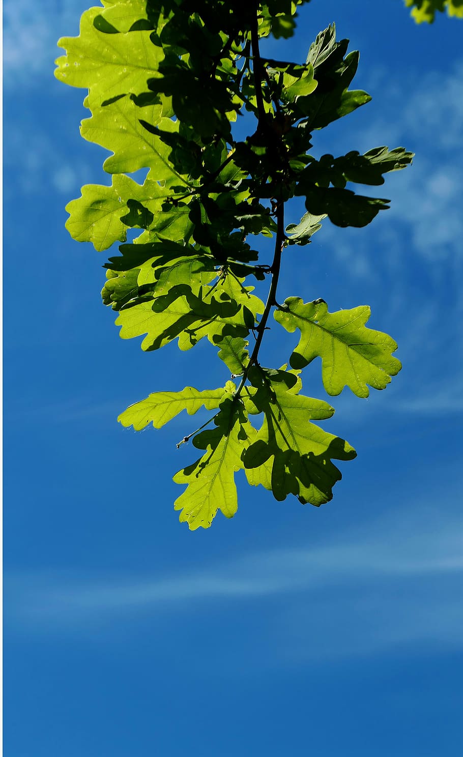 castanya, arbre, castanyer, buckeye, fulles, florir, fulles de castanyer, branca, naturalesa, full, blau, cel, a l'aire lliure, part de la planta, planta, creixement, bellesa a la natura, color verd, cap gent, vista d’angle baix, dia, primer pla, llum solar, frescor, tranquil·litat, núvol - cel, 4K