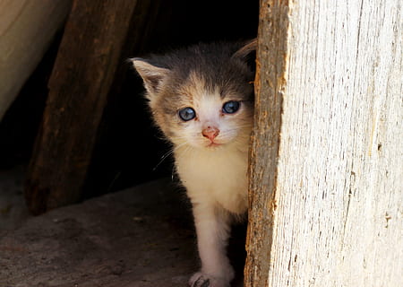 Katzenauge, flauschige, Katze, Auge, Hauskatze, ein Tier, Tierthemen, Haustiere, katzenartig, Tier, Säugetier, Wirbeltier, inländisch, Holz - Material, keine Leute, Porträt, Kamera betrachten, Jungtier, Whisker, Kätzchen, suchen, Nahansicht, Tierkopf, Tierauge, 4K, CC0, gemeinfrei, lizenzfrei