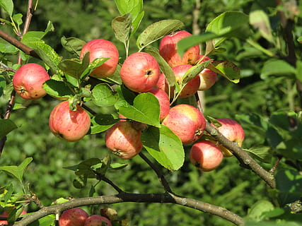 jabloňový sad, jablko, ovoce, jablka, Příroda, list, zemědělství, jídlo, strom, zralý, Červené, svěžest, ovocný sad, organický, podzim, větev, jablko - ovoce, letní, jídlo a pití, Zdravé stravování, rostlina, rostlinné části, růst, detail, ovocný strom, blahobyt, nikdo, zaměřit se na popředí, zelená barva, jabloň, venku, 5K, CC0, veřejná doména, bez autorských práv