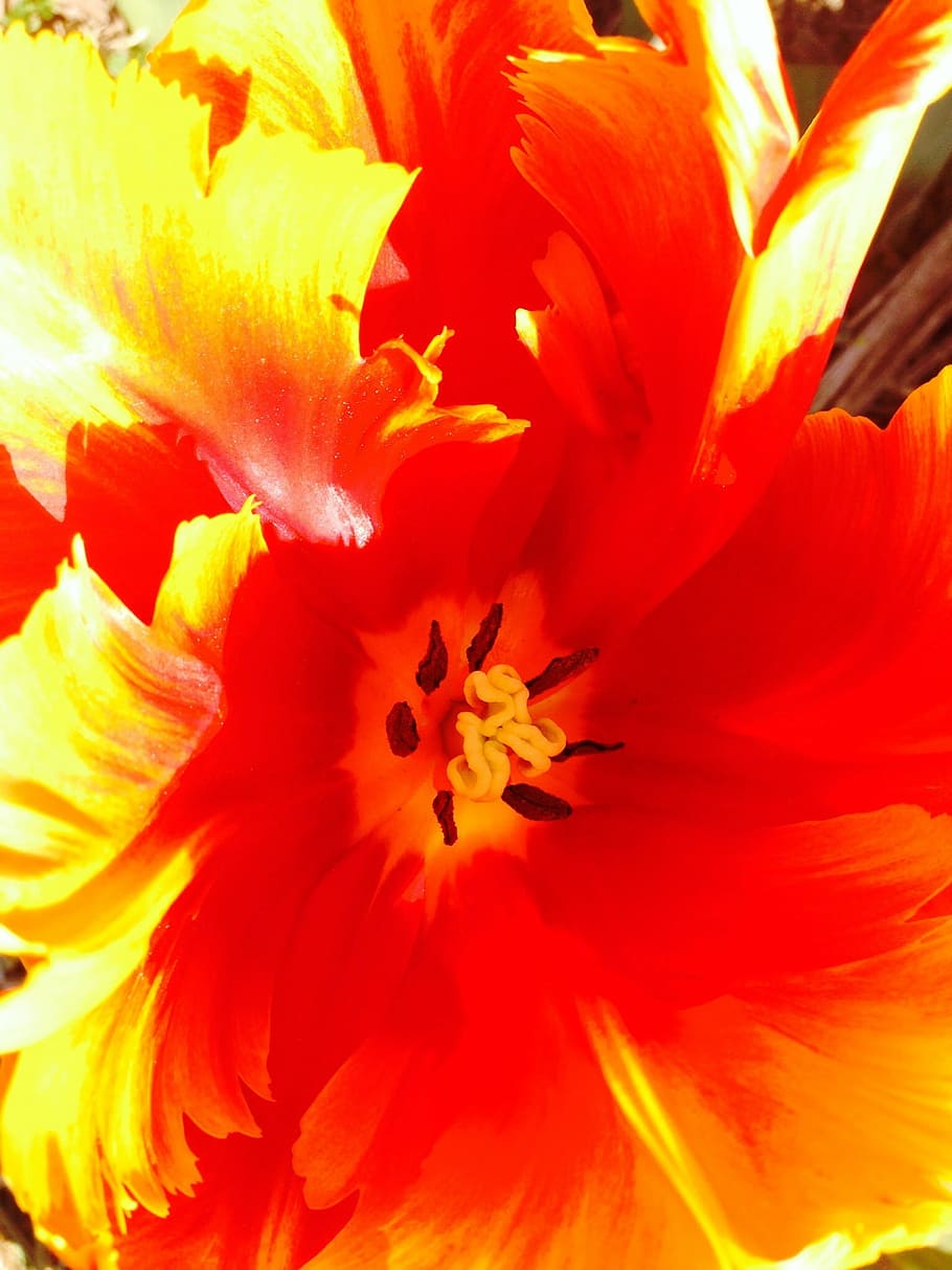 tulipa, flor, joc de nitidesa, florir, verd, planta amb flors, pètal, frescor, planta, cap de flor, fragilitat, inflorescència, vulnerabilitat, bellesa a la natura, creixement, primer pla, pol·len, marc complet, fons, vermell, estambres, color vibrant, naturalesa, cap gent, primavera, a l'aire lliure, suavitat, 1080P