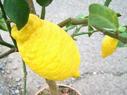 citron, lemon, fruit, citrus Fruit, nature, food, leaf, freshness, agriculture, plant part, yellow, plant, growth, close-up, lemon tree, no people, focus on foreground, day, green color, beauty in nature, healthy eating, tree, outdoors, ripe, 2K, CC0, public domain, royalty free