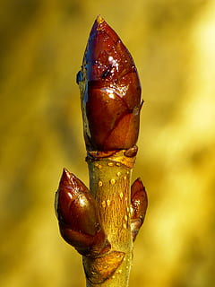 knop, kastanje, kastanjebud, træ, forår, Brun, fokus på forgrunden, mad og drikke, tæt på, mad, natur, ingen mennesker, friskhed, dag, sund kost, vækst, frugt, plante, skønhed i naturen, udendørs, rød, velvære, sollys, gul, tør, plantestamme, 4K, CC0, offentligt domæne, royaltyfrie