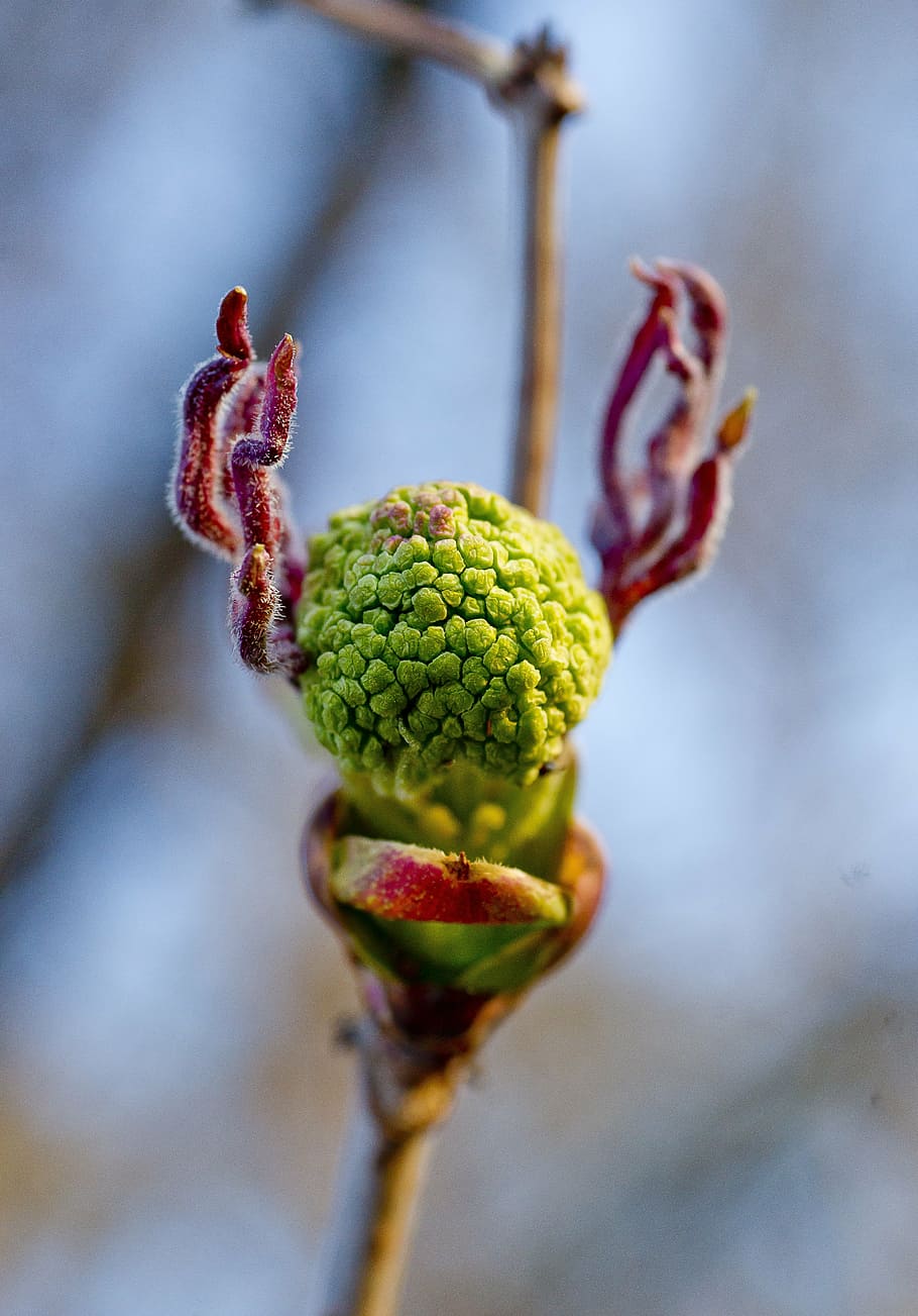 florir, rowan, abans de la floració, primer pla, fotografia macro, naturalesa, primavera, al matí, naturalesa viva, siberia, planta, flor, creixement, centrar-se en primer pla, bellesa a la natura, brot, inicis, cap gent, enfocament selectiu, frescor, planta amb flors, dia, vulnerabilitat, fragilitat, tija de la planta, nova vida, color verd, a l'aire lliure, sepal, 5K