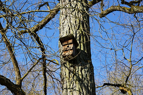 Voliere, Baum, Natur, Ast, Flachwinkelansicht, kahler Baum, Pflanze, Himmel, Kofferraum, Baumstamm, klarer Himmel, Tag, keine Leute, Turm, Gebäudehülle, gebaute Struktur, die Architektur, Blau, draußen, Gebäude, Sonnenlicht, 5K, CC0, gemeinfrei, lizenzfrei