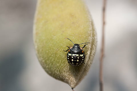 insetto, cimice, Insecta, animale, nero, macro, vicino, foglia, frutta, fagiolo, glicine, pulizia, pulito, per gamba, gliederfuß, kafe, un animale, temi animali, fauna selvatica, animali allo stato selvatico, avvicinamento, giorno, nessuno, all'aperto, natura, invertebrato, messa a fuoco selettiva, concentrarsi sulle conoscenze acquisite, scarafaggio, parte del corpo animale, colore nero, ala animale, zoologia, farfalla - insetto, 4K, CC0, dominio pubblico, privo di copyright