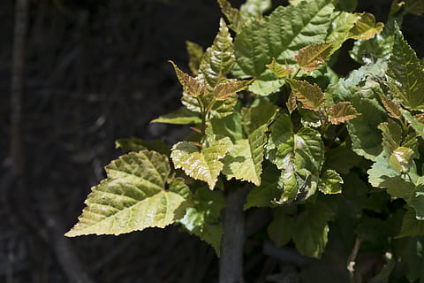 plant, trees, sapling, bud, leaves, the leaves, leaf, plant part, growth, green color, food and drink, close-up, nature, food, no people, beauty in nature, freshness, focus on foreground, day, selective focus, outdoors, healthy eating, vegetable, high angle view, wellbeing, 5K, CC0, public domain, royalty free