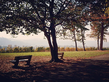 pause, falle, benk, rolig, parkere, natur, trær, løvverk, landskap, tre, anlegg, sete, vekst, skjønnhet i naturen, ro, stamme, land, trestamme, felt, parkbenk, rolig scene, dag, gress, park - mann gjort plass, ingen folk, sollys, utendørs, 1080P, CC0, offentlig domene, opphavsrett gratis