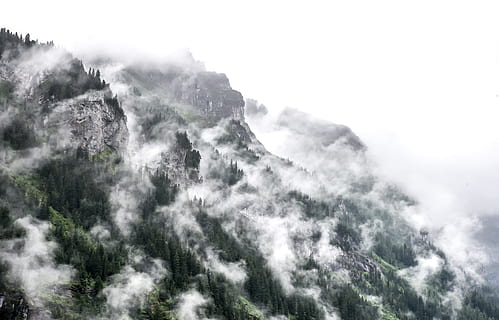 fotografia di paesaggio, montagna, nebbia, crescente, alberi di pino, lato, giorno, foto, fumoso, foresta, giorno nebbioso, natura, Paesaggi, all'aperto, paesaggio, nuvola - cielo, nessuno, tempo metereologico, cielo, sfondi, bellezza nella natura, scenics - natura, la tranquillità, scena tranquilla, albero, pianta, scena non urbana, ambiente, idilliaco, temperatura fredda, terra, picco di montagna, formazione, 5K, CC0, dominio pubblico, privo di copyright