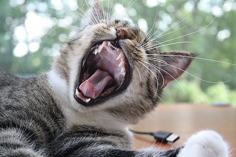 kedi, esnemek, eğlence, memeli, hayvan, hayvan temaları, bir hayvan, ev kedisi, ağzı açık, ağız, Evcil Hayvanlar, esneme, omurgalı, yüz ifadesi, yerli, kapatmak, hayvan vücut kısmı, ön plana odaklanmak, kedi bıyığı, insansız, hayvan dişleri, hayvan dili, hayvan ağzı, hayvan başı, saldırganlık, 4K, CC0, kamu malı, telif ücretsiz