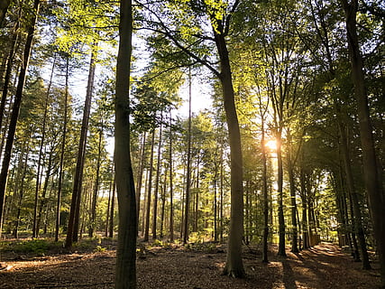 sun, autumn, shadow, sheet, forests, branches, fall colors, sunlight, tree, nature, light, colors, trees, forest, landscape, plant, land, tranquility, woodland, tree trunk, sunbeam, beauty in nature, growth, trunk, tranquil scene, lens flare, scenics - nature, day, non-urban scene, no people, streaming, outdoors, bright, bamboo - plant, 4K, CC0, public domain, royalty free