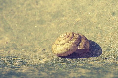 kuori, rikki, tyhjä, kiinni, jättää, luonto, vaurioitunut, etana, veti ulos, ilman ruuvia, Koti, matelija, etanan kotelo, olento, kotelo, vuotuiset renkaat, mollusk, reiät, yksi eläin, villieläimet, eläimiä, eläinten teemoja, kotilo, lähikuva, ei ihmisiä, päivä, eläinten villieläimet, valikoiva tarkennus, eläin, eläimen kuori, maa, ala, ulkona, auringonvalo, kuvioitu, 2K, CC0, public domain, rojaltivapaa