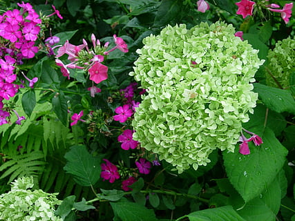 hydrangea, mekar, berkembang, putih, hal berkembang, bunga, bunga-bunga, tanaman berbunga, menanam, keindahan di alam, pertumbuhan, kesegaran, bagian tanaman, daun, kerapuhan, warna hijau, kerentanan, alam, warna merah jambu, daun bunga, hari, merapatkan, di luar rumah, tampilan sudut tinggi, kepala bunga, tidak ada orang, musim semi, seikat bunga, ungu, 2K, CC0, domain publik, bebas royalti