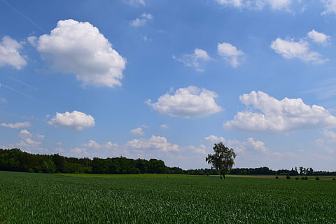 Hintergrund, Himmel, Wolken, Blau, Landschaft, Natur, Felder, Korridore, Landwirtschaft, Sommer-, Horizont, Getreide, wachsen, hoffen, wolke - himmel, Pflanze, Feld, Umgebung, Land, Schönheit in der Natur, ruhige Szene, Szenen - Natur, Ruhe, Wachstum, Gras, grüne Farbe, Baum, ländliche Szene, keine Leute, Tag, draußen, 5K, CC0, gemeinfrei, lizenzfrei