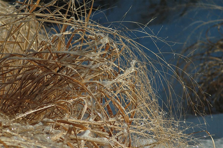 herba, hivern, naturalesa, fred, temporada, temps, gel, gelades, ze, cristall, desembre, fulla, cap gent, dia, a l'aire lliure, planta, sec, fenc, primer pla, tranquil·litat, aigua, branca, centrar-se en primer pla, terra, bellesa a la natura, enfocament selectiu, llum solar, palla, planta seca, planta morta, complexitat, enredat, 2K