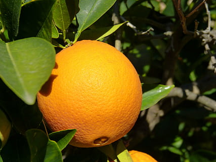 oranžinė, medis, naranjo, oranžinė spalva, lapai, Citrusinis vaisius, augalų dalis, vaisiai, sveika mityba, augimą, maisto, augalų, Maistas ir gėrimai, oranžinis vaisius, pobūdį, Iš arti, šviežumas, apelsinų medis, gerovę, vaismedis, nėra žmonių, lauke, subrendęs, 4K, CC0, Viešasis domenas, nemokamai