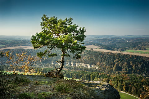 photo, lone, tree, cliff, pine, alone, rock, elbe sandstone mountains, sand stone, green, needles, bäumchen, saxon switzerland, lily stone, nature, landscape, outlook, sandstone mountain, plant, beauty in nature, tranquil scene, tranquility, scenics - nature, sky, environment, growth, mountain, day, no people, non-urban scene, land, water, idyllic, sunlight, outdoors, 5K, CC0, public domain, royalty free