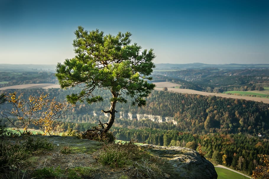Foto, lone, træ, klint, fyrretræ, alene, klippe, elbe sandsten bjerge, sandsten, grøn, nåle, Baumchen, saxon switzerland, lilje sten, natur, landskab, outlook, sandsten bjerg, plante, skønhed i naturen, rolig scene, ro, scenics - natur, himmel, miljø, vækst, bjerg, dag, ingen mennesker, ikke-urbane scene, jord, vand, idyllisk, sollys, udendørs, 5K