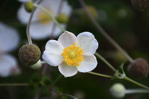 blomstre, flor, hvid, forår, blomst, tæt, gul, hvid pragt, plante, friskhed, blomstrende plante, skønhed i naturen, vækst, skrøbelighed, sårbarhed, kronblad, tæt på, hvid farve, natur, ingen mennesker, fokus på forgrunden, blomsterstand, blomsterhoved, dag, træ, udendørs, pollen, blødhed, 5K, CC0, offentligt domæne, royaltyfrie