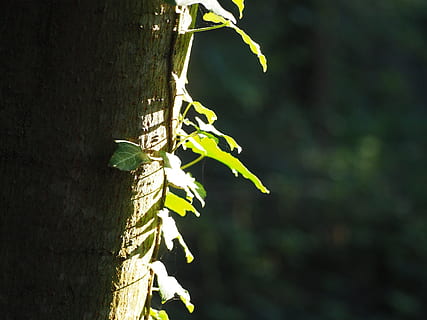 registre, heura, arbre, escalador, naturalesa, enredadera, incrustació, verd, escorça d'arbre, fulles, fulles de heura, efeuranke, arbre vell, tribu, planta, bosc, soques, fulla d'heura, llum solar, fulla verda, dol, fons, tronc de l'arbre, tronc, part de la planta, full, creixement, primer pla, dia, color verd, cap gent, centrar-se en primer pla, a l'aire lliure, fauna animal, animals a la natura, bellesa a la natura, animal, temes d'animals, escorça, 4K, CC0, domini públic, lliure de regalies