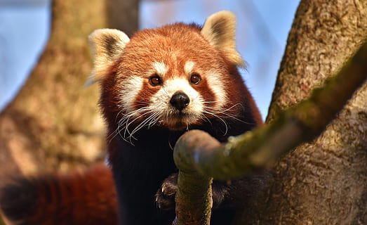 photo, rouge, Panda, branche, Panda rouge, chat ours, renard de feu, ailurus fulgens, prédateur, mammifère, himalayas, Chine du sud-ouest, Chine, chien d'or, zoo, Hellabrunn, tierpark hellabrunn, Munich, thèmes animaux, un animal, animal, la faune des animaux, moustache, arbre, portrait, animaux à l'état sauvage, regarder la caméra, fermer, personne, panda - animal, mise au point sélective, journée, en plein air, animaux en captivité, partie du corps de l'animal, tête d'animal, petit, museau, 5K, CC0, domaine public, libre de droits