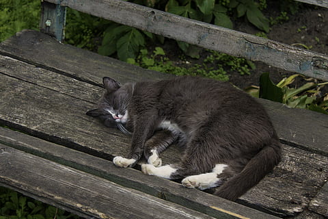jarda, fazer compras, gato, um animal, animais selvagens, animais em estado selvagem, ao ar livre, ninguém, dia, gato doméstico, animal, doméstico, temas animais, mamífero, pets, felino, animais domésticos, vertebrado, madeira - material, relaxamento, bigode, madeira, sentado, visão de alto ângulo, natureza, 5K, CC0, domínio público, royalty free