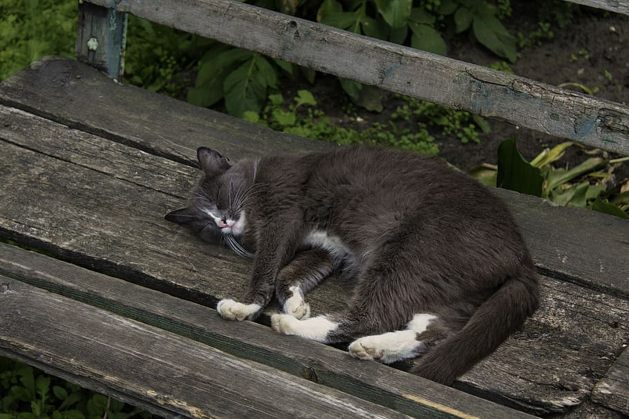 jarda, fazer compras, gato, um animal, animais selvagens, animais em estado selvagem, ao ar livre, ninguém, dia, gato doméstico, animal, doméstico, temas animais, mamífero, pets, felino, animais domésticos, vertebrado, madeira - material, relaxamento, bigode, madeira, sentado, visão de alto ângulo, natureza, 5K