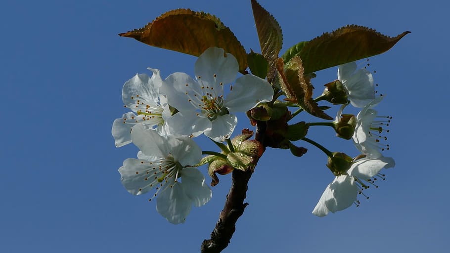 natur, vår, tre, eple, blomstre, blomst, gren, blomstrende plante, anlegg, skjørhet, sårbarhet, skjønnhet i naturen, friskhet, vekst, petal, himmel, nærbilde, blomsterhodet, klar himmel, hvit farge, våren, inflorescence, ingen folk, utendørs, pollen, kirsebærblomst, 5K