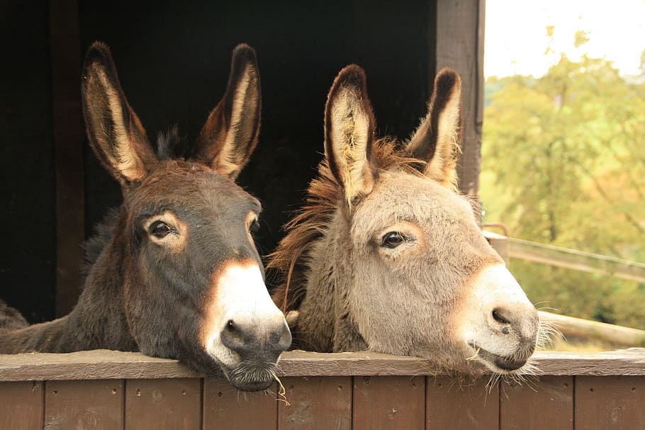 nero, grigio, asini, animali, duo, Due, momento torcente, natura, mammiferi, mammifero, animale, temi animali, animali domestici, domestico, un animale, parte del corpo animale, confine, barriera, bestiame, recinto, testa di animale, nessuno, animale da lavoro, asino, fauna selvatica, avvicinamento, vertebrato, erbivoro, all'aperto, orecchio animale, 4K