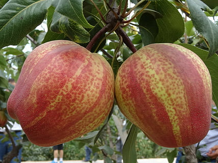 Peer, fruit, rood, voedsel, landbouw, versheid, rijp, natuur, biologisch, eten en drinken, gezond eten, welzijn, detailopname, groei, fabriek, focus op de voorgrond, geen mensen, boom, dag, deel van de plant, blad, buitenshuis, vitamine C, 1080P, CC0, publiek domein, royaltyvrij